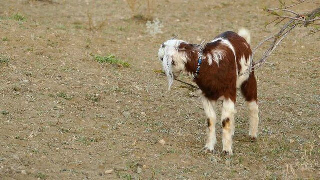 brown-white horned kid, goatling grazing, goatling grazing in the field,