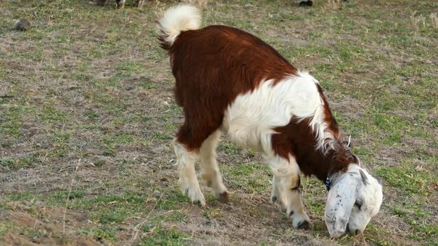 brown-white horned kid, goatling grazing, goatling grazing in the field,
