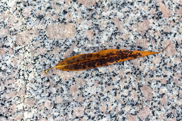 Dry autumn leaves on stone surface