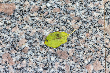 Dry autumn leaves on stone surface