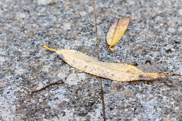 Dry autumn leaves on stone surface