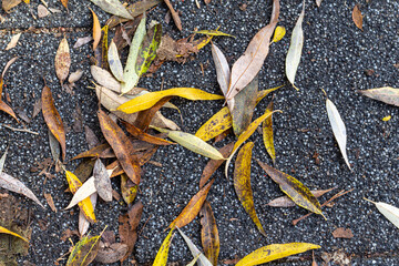 Dry autumn leaves on stone surface