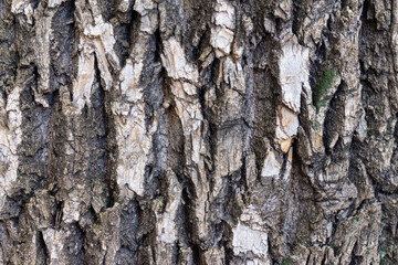 Abstract texture of wooden bark