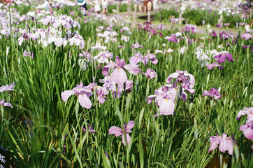 crocuses in the grass