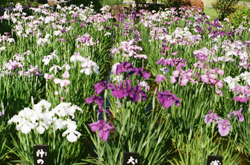 Naklejka premium field of flowers