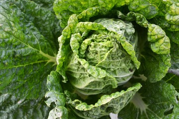 Close up image of butterhead lettuce in a garden