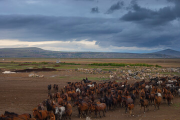 Horses running and kicking up dust. Yilki horses in Kayseri Turkey are wild horses with no owners