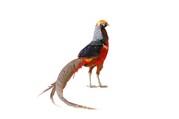 Beautiful golden pheasant isolated on transparent background.