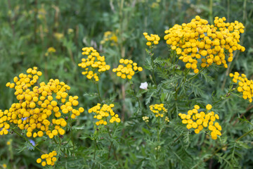 Yellow tansy flowers used in alternative medicine.