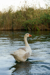 Goose swims in the pond. The white farm goose swims in the water in summer. Domestic animals and birds on the farm.