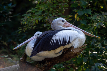 Australian Pelican - Pelecanus Conspicillatus on a tree trunk