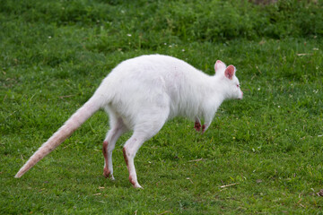 Obraz premium White kangaroo Macropus rufogriseus on the green grass. Albino kangaroo