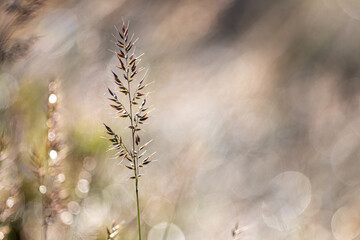 Beautiful soft focus of mountain grass, stalks blowing in the wind at golden sunset light, blurred mountain on background, with copy space ,Nature grass concept