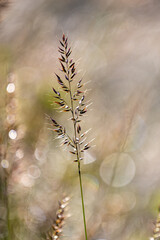 Beautiful soft focus of mountain grass, stalks blowing in the wind at golden sunset light, blurred mountain on background, with copy space ,Nature grass concept