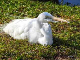 Great Egret Resting on Ground