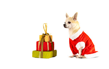 dog disguised in a santa claus costume with some surprise gift boxes on a white background,...