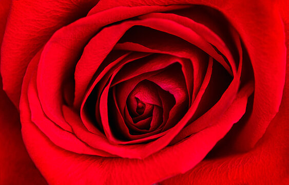 macro image of a red rose