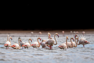 A flock of colorful birds in the water. Greater Flamingo, Phoenicopterus roseus, Souss-Massa...
