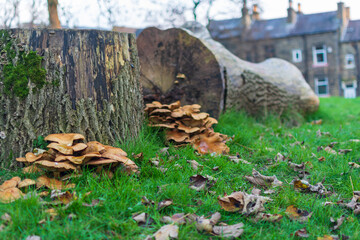 mushrooms on the stump