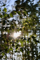 Leaves on a tree against the background of the sky and trees. Branches with leaves on a tree against the backdrop of sunlight