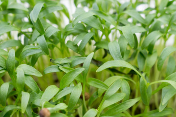 Fresh cilantro seedlings in plastic container. Growing micro greens coriander sprouts. Young microgreens.