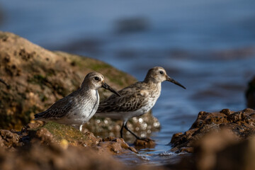 Dunlin, Calidris alpina, Inezgane, Morocco.