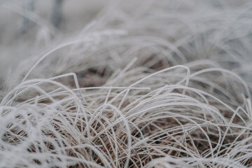 the onset of frost remains on the grass
