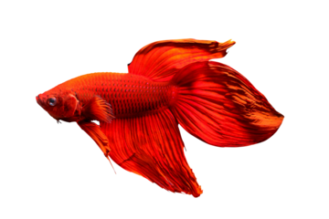 Colorful Fighting fish isolated on transparent background.