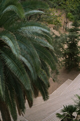 palm tree in the garden top view