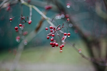 Red berries hang on a tree branch.