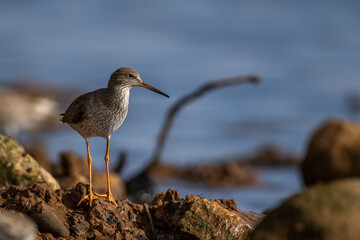 Common redshank, Tringa totanus, Morocco