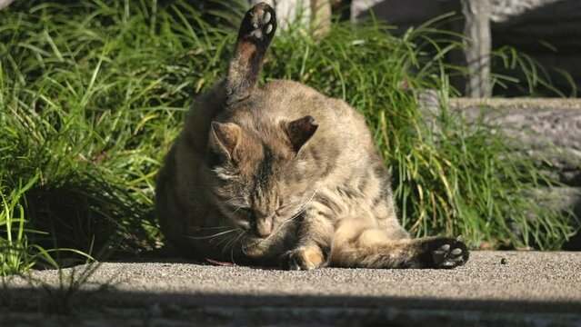 のんびり過ごしている可愛いキジトラの野良