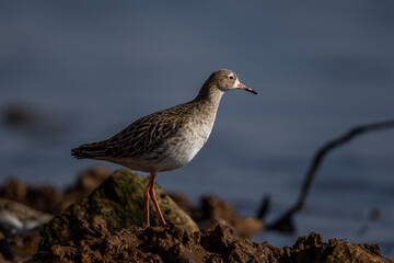 Ruff, Calidris pugnax, Inezgane, Morocco.