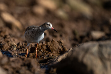 Ruff, Calidris pugnax, Inezgane, Morocco.