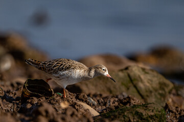 Ruff, Calidris pugnax, Inezgane, Morocco.
