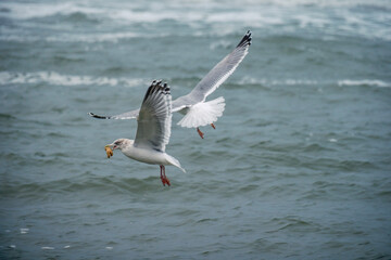 seagull in flight
