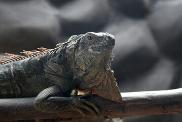 Eidechsen, Leguan