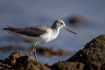 Common greenshank, Tringa nebularia, Morocco