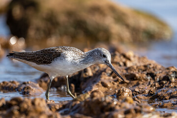 Common greenshank, Tringa nebularia, Morocco