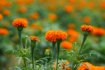 beautiful orange yellow flowers in a garden