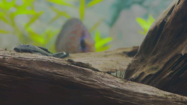 Close up view of Ancistrus fish cleaning driftwood of aquarium.