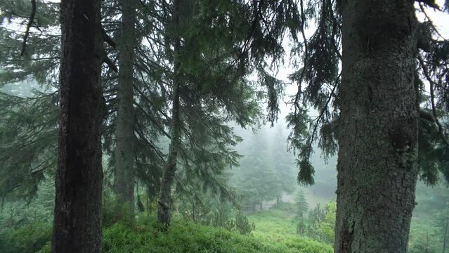 Spruce forest during rain. Camera movement past the trees into the fog. Carpathian forest in bad weather. A cloudy day in a green coniferous forest. Concept: calm, nature, zen. High quality 4k footage