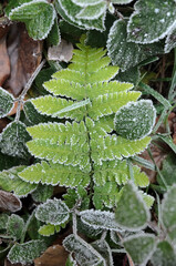 Frozen green fern leaves on the forest ground during winter, top view from above