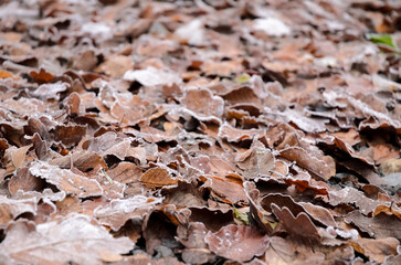 Frozen leaves on the forest ground during winter, top view from above