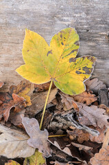 Frozen maple leaves on the forest ground during winter, top view from above