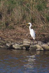 View of a great egret bird