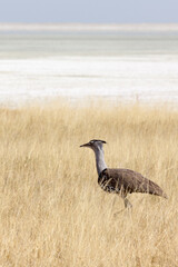View of a kori bustard bird