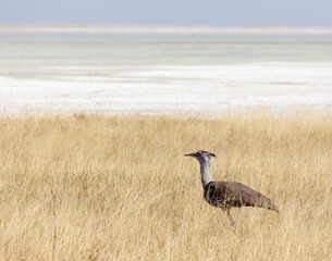 View of a kori bustard bird