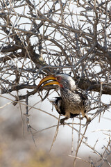 View of southern yellow billed hornbill