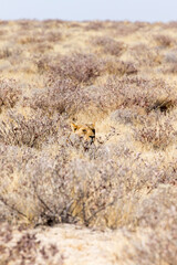 View of big female lion